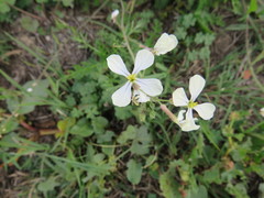 Raphanus raphanistrum