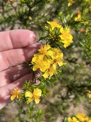 Hypericum fasciculatum