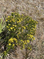 Hypericum fasciculatum