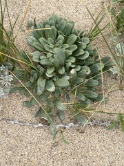 Erysimum menziesii