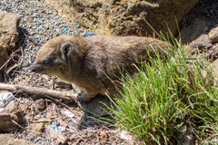 Procavia capensis johnstoni