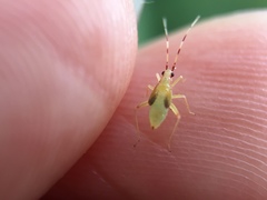 Campyloneura virgula