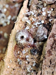 Microxeromagna lowei