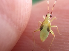 Campyloneura virgula