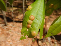 Phylloxera caryaescissa