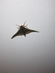 Plegapteryx anomalus