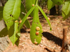 Phylloxera caryaescissa