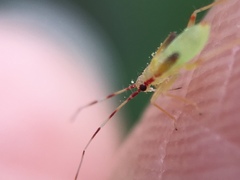 Campyloneura virgula