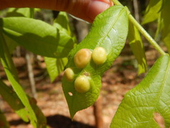 Phylloxera caryaescissa