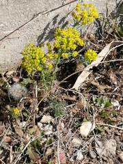 Euphorbia seguieriana