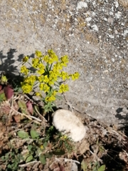 Euphorbia seguieriana