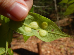 Phylloxera caryaescissa