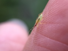 Campyloneura virgula