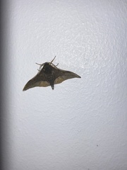 Plegapteryx anomalus
