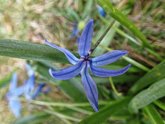 Scilla siberica