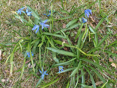 Scilla siberica