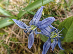 Scilla siberica