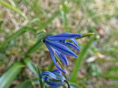 Scilla siberica