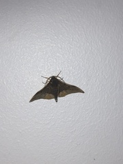 Plegapteryx anomalus