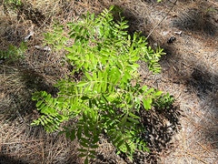 Rhus copallina image