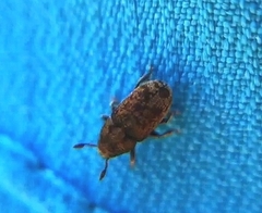 Hylesinus