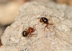 Crematogaster ashmeadi