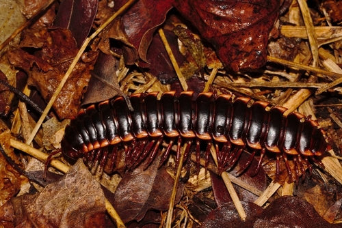 Gomphodesmidae
