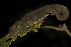 Calumma nasutum