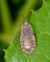 Mezira emarginata