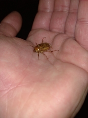 Rhizotrogus marginipes