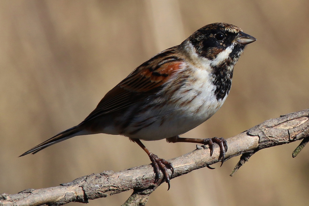 Old World Buntings