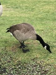 Branta canadensis