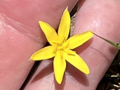 Hypoxis juncea