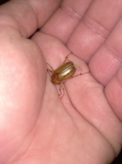 Rhizotrogus marginipes