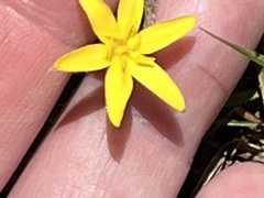 Hypoxis juncea