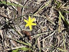 Hypoxis juncea
