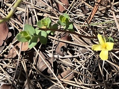 Hypoxis juncea