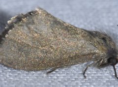 Cryptothelea nigrita