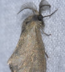 Cryptothelea nigrita