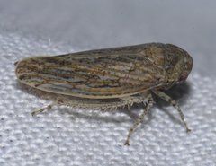 Paraphlepsius planus