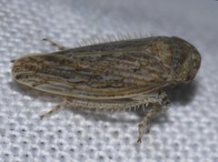 Paraphlepsius planus