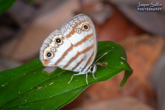 Euptychia jesia