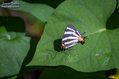 Panthiades bathildis