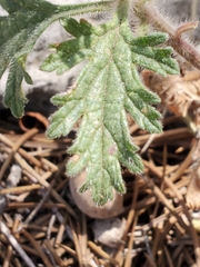 Glandularia tumidula