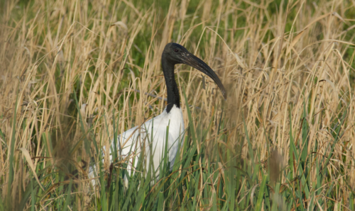 Ibis sagrado (Threskiornis aethiopicus)