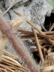 Glandularia tumidula