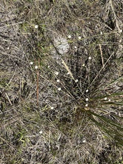 Syngonanthus flavidulus image