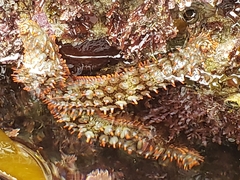 Astrometis sertulifera