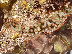 Astrometis sertulifera