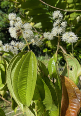 Miconia affinis image